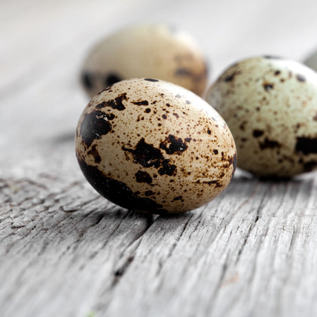 Hatching Eggs: Jumbo Quail - Brown