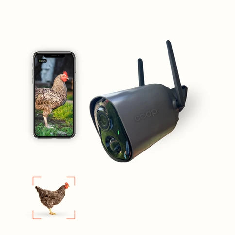 Hatching Time. Coop Camera can be seen in image next to chicken on phone and viewfinder focused on chicken.