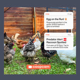 Hatching Time. Notifications from coopcam can be seen in front of chickens roaming in yard.