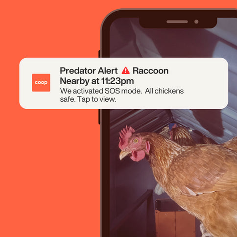 Hatching Time. Notification can be seen in image from Coopcam showing alert coopcam sends users in case of predators.