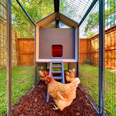 Hatching Time Smart Coop.  Interior of chicken run can be seen with 3 chickens inside.