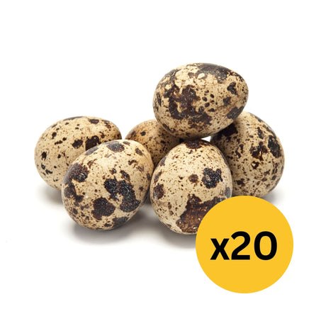 Hatching Eggs: Jumbo Quail - Brown