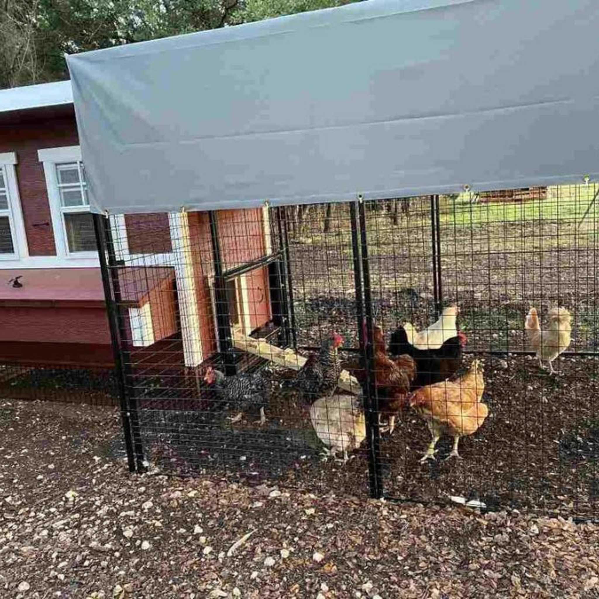 Hatching Time OverEZ. Tarp is shown on top of 8ft chicken run with chickens inside. Chicken run is connected to chicken coop.
