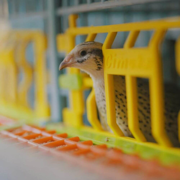 Hatching Time Cimuka. Quail is seen with it's head poking through quail cage door.