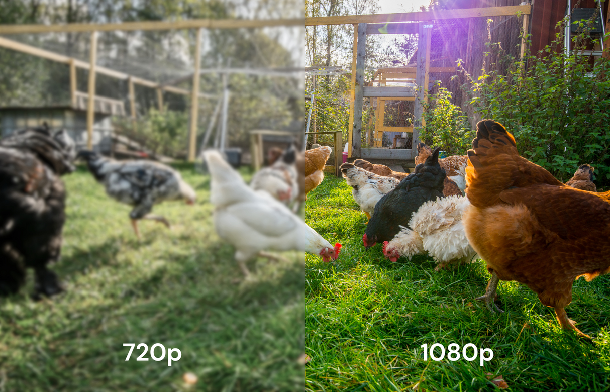 The Smart Coop AI Camera