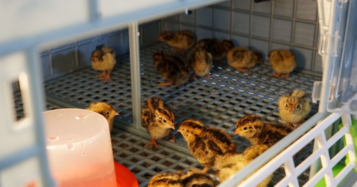 Quail brooder vs chick brooder which one to pick hatching time