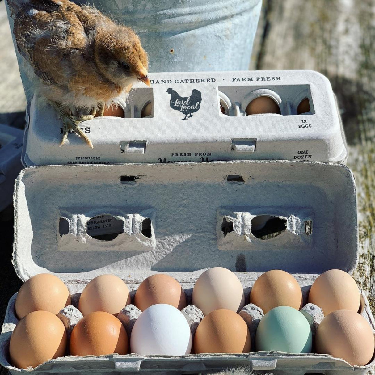 Hatching Time Henlay Egg Carton pre-marked with free range, hand gathered, farm fresh and laid local branding. A chick is standing on top of a full carton with an open carton in front of it.
