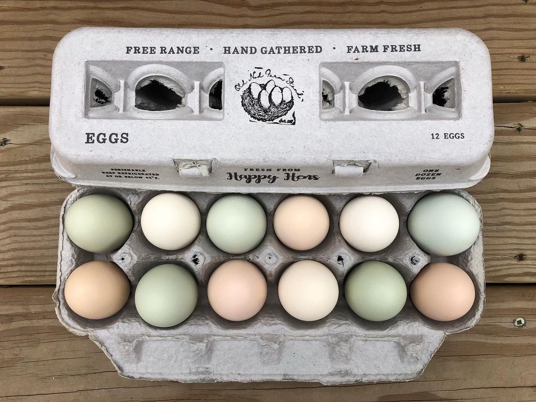 Hatching Time Henlay Egg Carton pre-marked with free range, hand gathered, farm fresh and Old Ned Farm Stand branding.