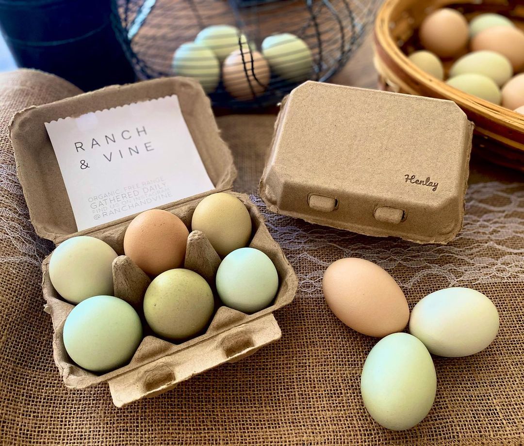 Hatching Time Henlay Blank half dozen egg cartons shown on farm table filled with eggs.