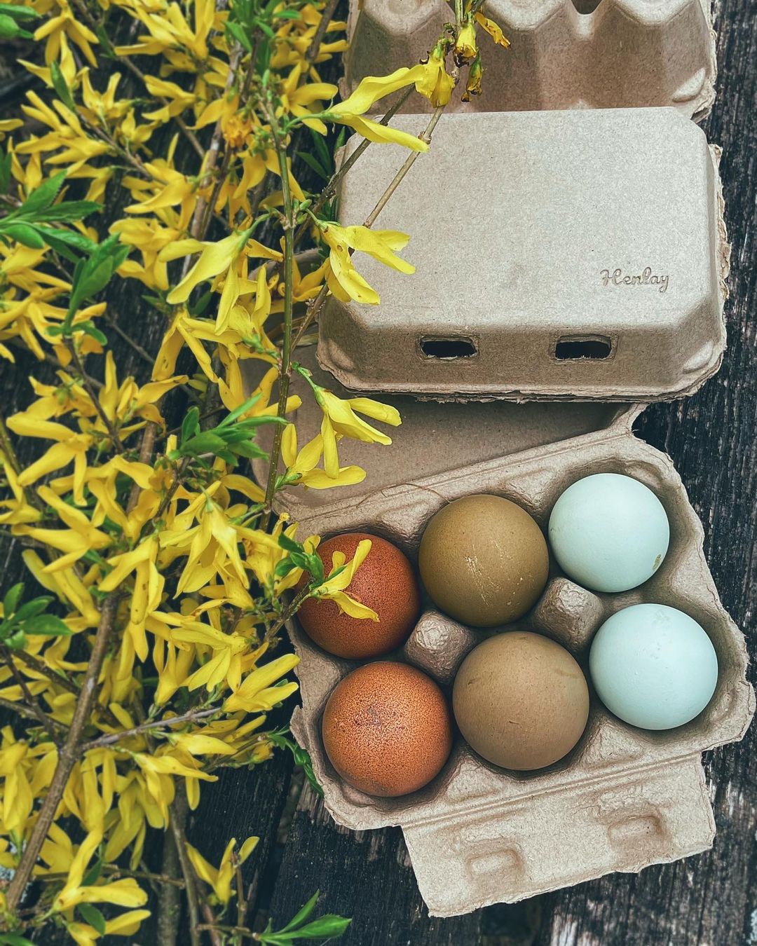 Hatching Time Henlay Blank half dozen egg cartons shown with 6 eggs inside by flowers on a table.