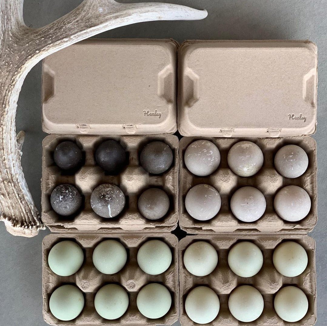 Hatching Time. Natural egg cartons can be seen with 4 full cartons full of 6 duck eggs each.