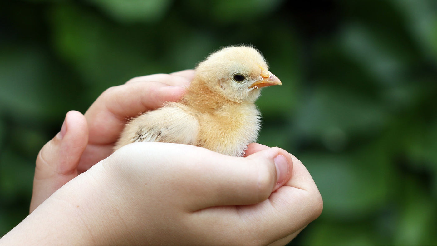 About Hatching Time