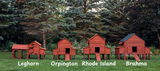 Chicken Coop for 10 Chickens - Rhode Island Homestead w/ Run Options