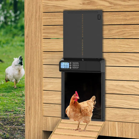 Hatching Time. Automatic coop door is seen in image installed on side of chicken coop. A chicken is standing on the entrance ramp to the coop.