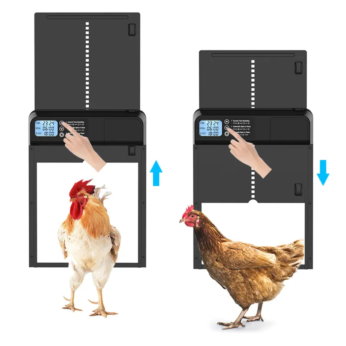 Hatching Time. Automatic coop doors can be seen side by side with chickens in front showing automatic opening and closing of chicken coop door.