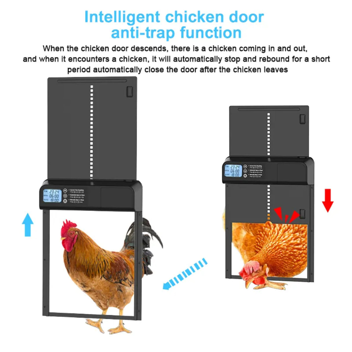 Hatching Time. Automatic chicken coop door can be seen showing anti-trap technology to prevent injury to chickens.