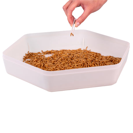 Hatching Time. Mealworms can be seen in storage tray with a hand using tweezers to pick a single mealworm out.