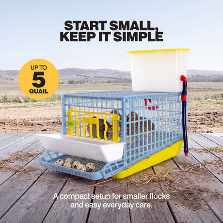 Cimuka by Hatching Time compact quail cage with birds inside and eggs in the collection tray, showing capacity for up to 5 quail