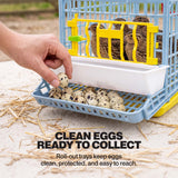 Hand collecting speckled quail eggs from the front roll-out egg tray on a Cimuka by Hatching Time quail cage