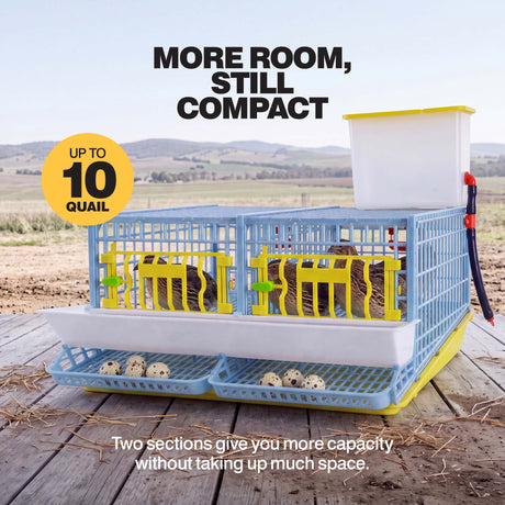 Cimuka by Hatching Time compact 2-section quail cage with birds and collected eggs, showing capacity for up to 10 quail