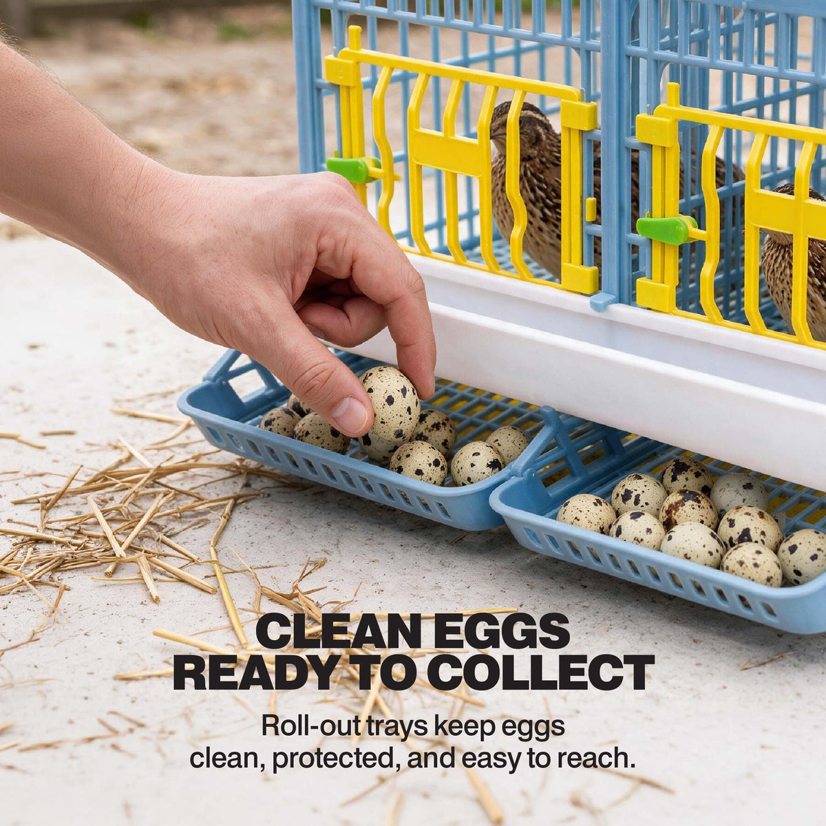 Hand collecting speckled quail eggs from the front roll-out egg trays on a Cimuka by Hatching Time breeding cage