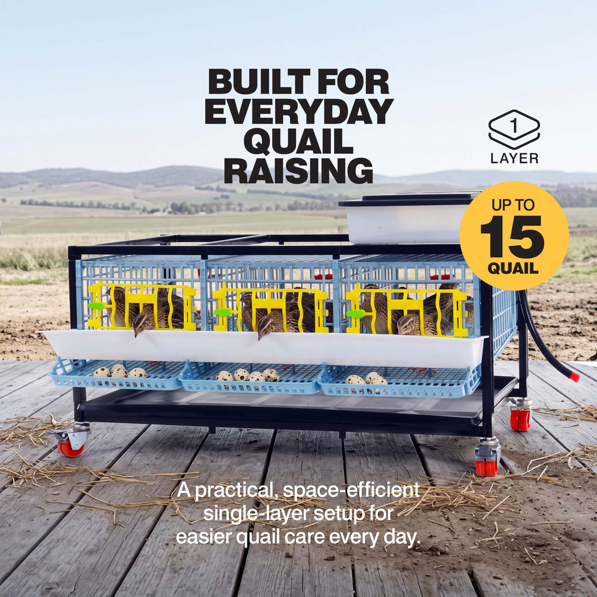 Single-layer quail breeding cage holding up to 15 quail, with front egg collection trays and a water tank