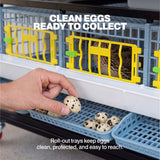 Quail eggs in the cage’s front roll-out collection trays beneath the yellow access doors