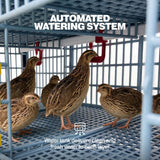 Quail drinking from the watering system inside the 1-layer breeding cage
