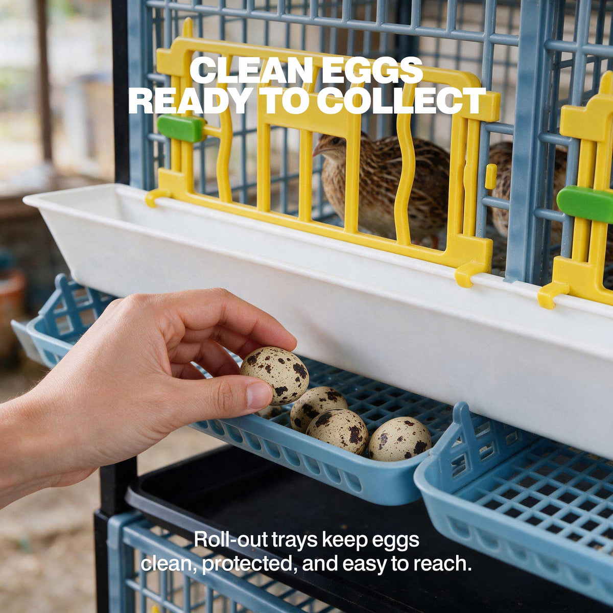 Hand collecting a speckled quail egg from the roll-out egg tray on a Cimuka by Hatching Time breeding cage