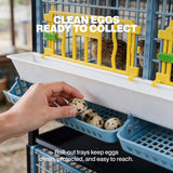 Hand collecting a speckled quail egg from the roll-out egg tray on a Cimuka by Hatching Time breeding cage