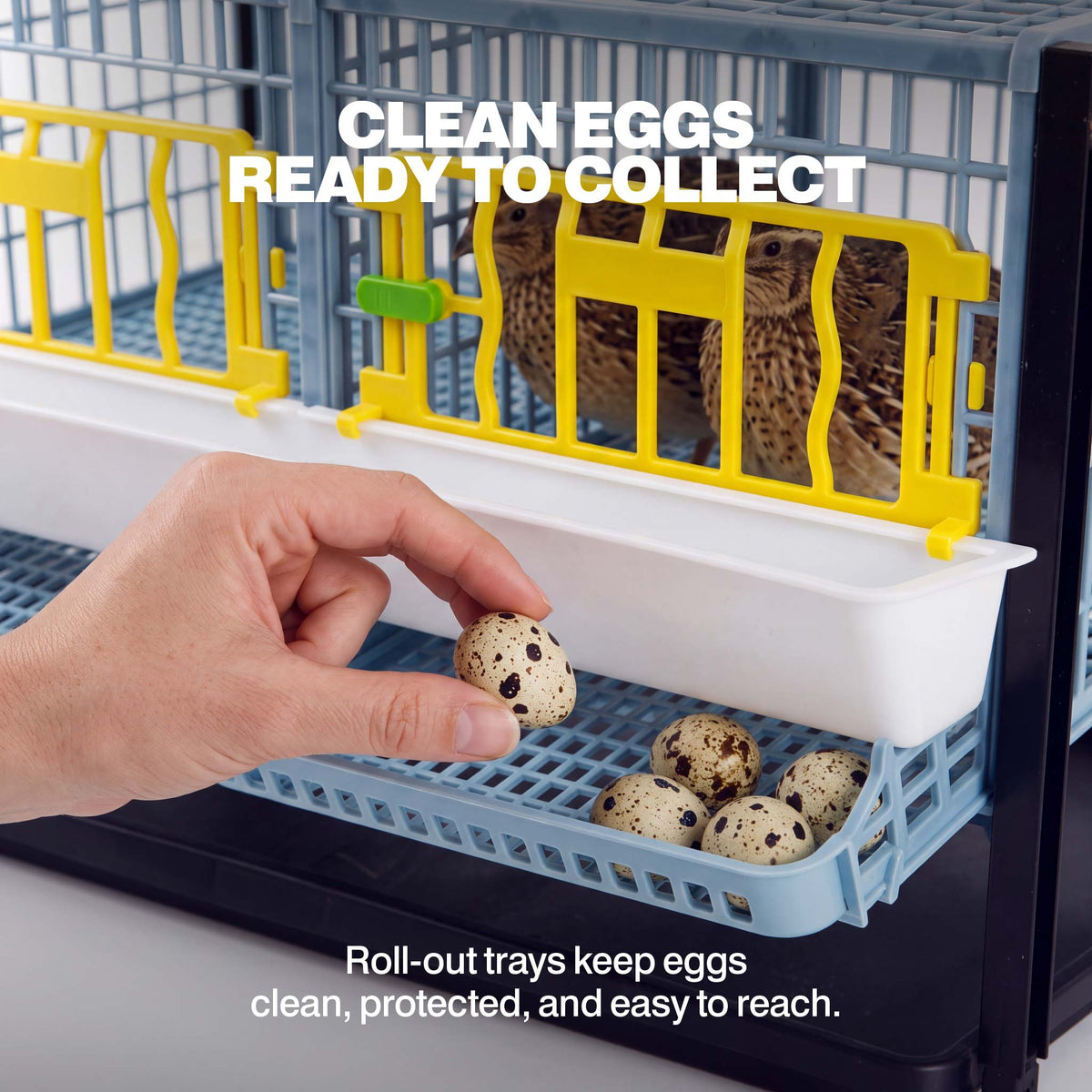 Hand collecting a speckled quail egg from the layer addition’s front roll-out egg tray