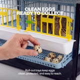 Hand collecting a speckled quail egg from the layer addition’s front roll-out egg tray