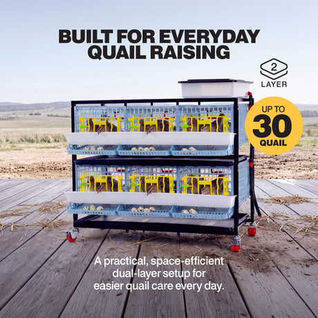 Two-layer quail breeding cage for up to 30 quail, shown with birds on both levels and front egg collection trays