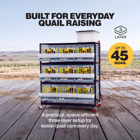 Three-layer quail breeding cage for up to 45 quail, with birds and roll-out egg trays on each level