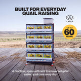 Four-layer quail breeding cage for up to 60 quail, with roll-out egg trays on each level