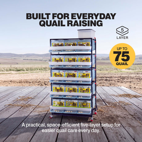 Five-layer quail breeding cage for up to 75 quail, with roll-out egg trays on every level