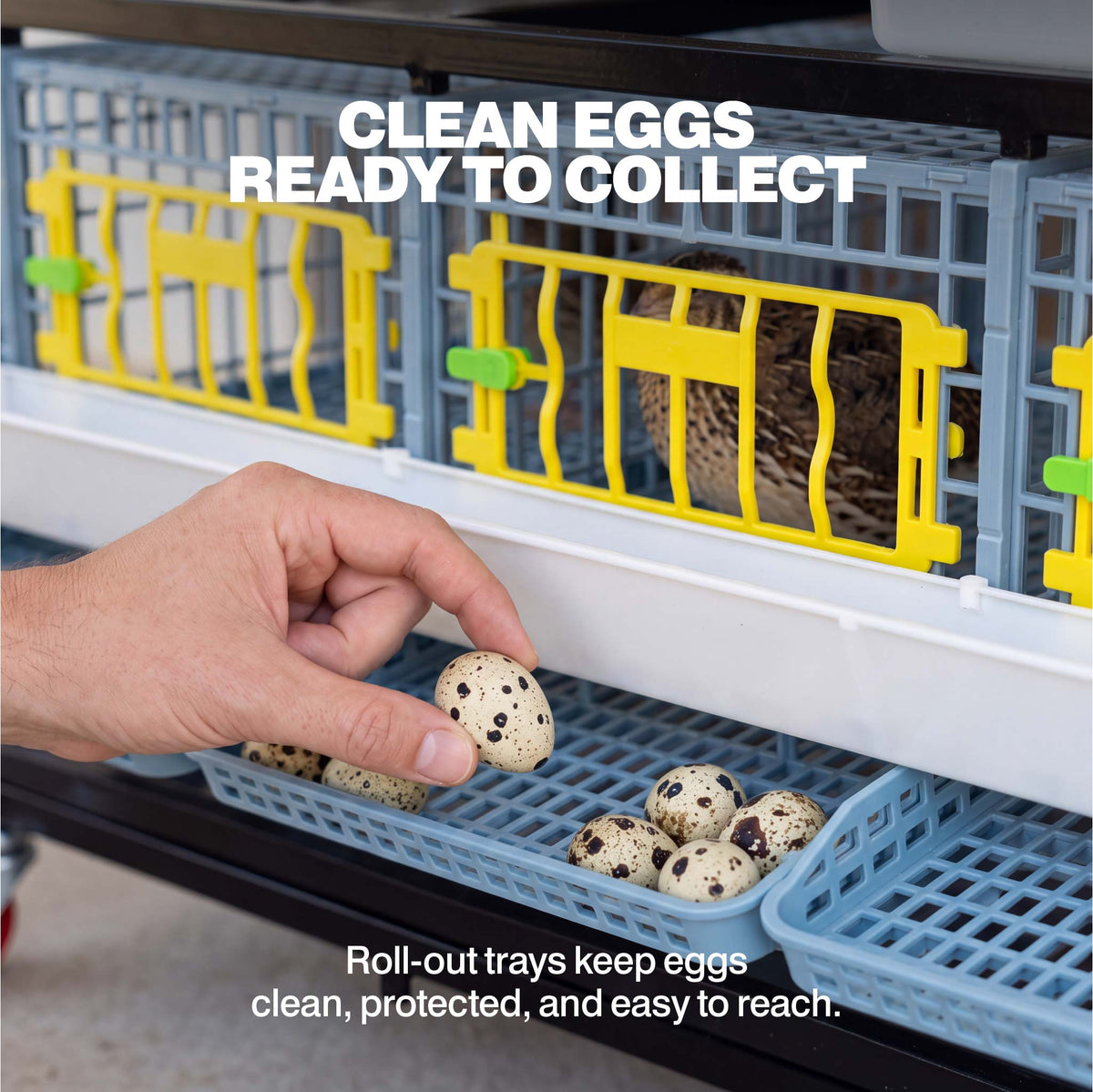 Hand collecting speckled quail eggs from a front roll-out egg tray on the breeding cage