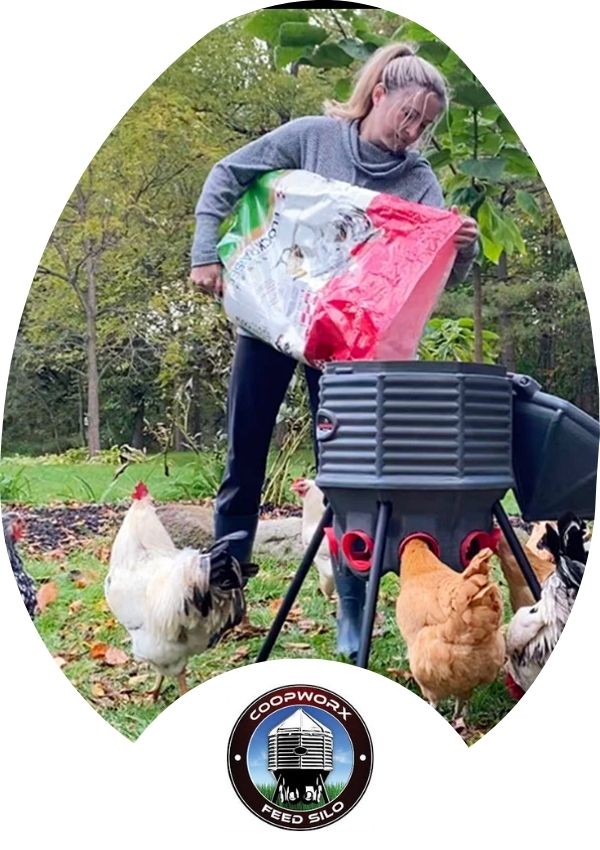 Hatching Time Coopworx. Feeder can be seen being filled by a woman. Chickens are using the feeder.