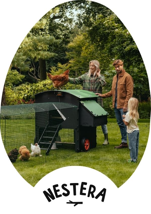 Hatching Time Nestera.  A family is standing by Penthouse coop bundle with chickens in chicken run and on top of the coop.