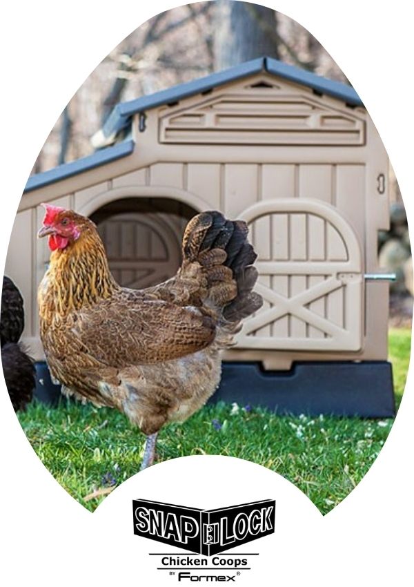 Hatching Time Snap Lock. A chicken can be seen standing in front of Formex chicken coop.