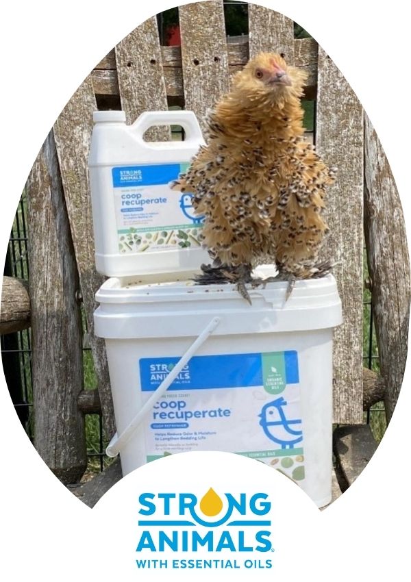 Hatching Time Strong Animals. A chicken can be seen standing on top of Coop Recuperate Tub.