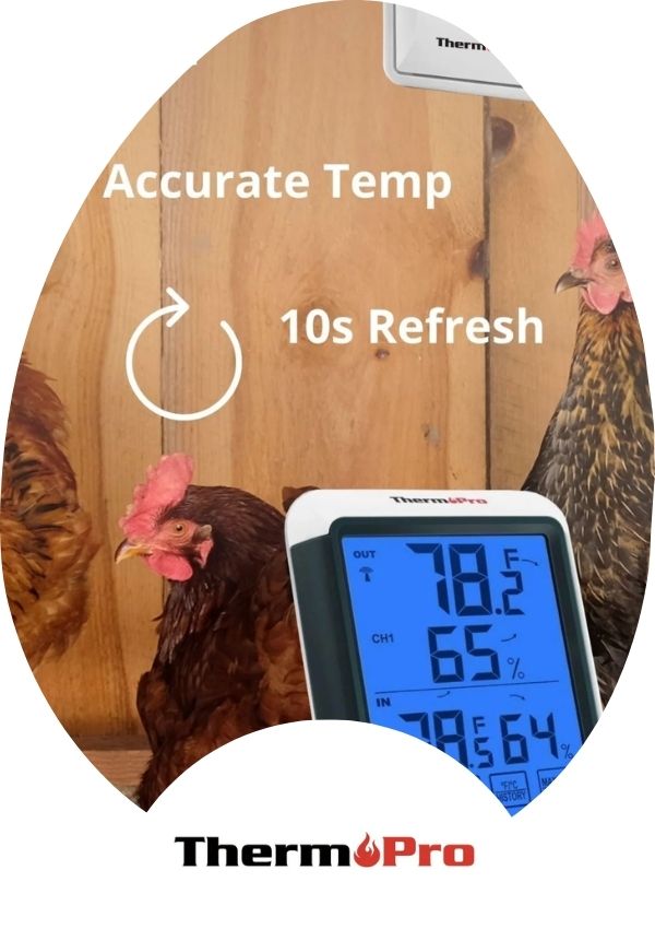 Hatching Time TermoPro digital thermometer can be seen in image in front of chickens.