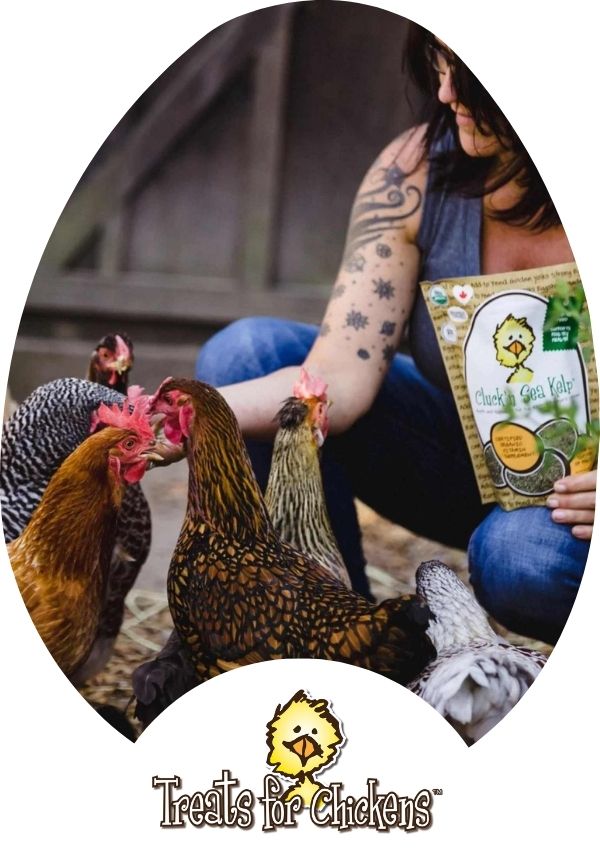 Hatching Time Treats for Chickens. Chickens can be seen in image eating treats from a woman's hand.