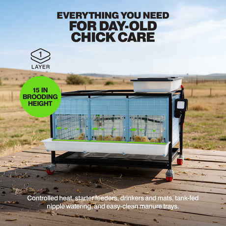 Cimuka by Hatching Time 1-layer chick brooder with chicks inside, highlighting its 15-inch internal brooding height