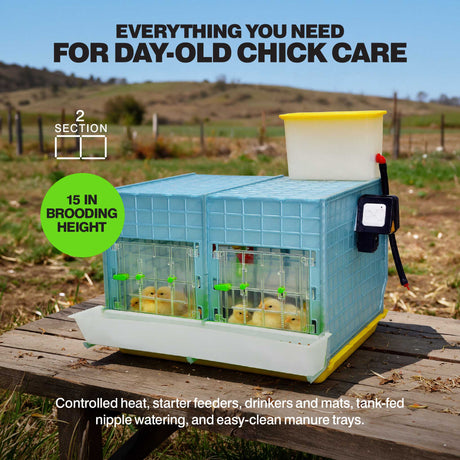Cimuka by Hatching Time 2-section chick brooder starter kit with chicks inside and 15-inch internal brooding height
