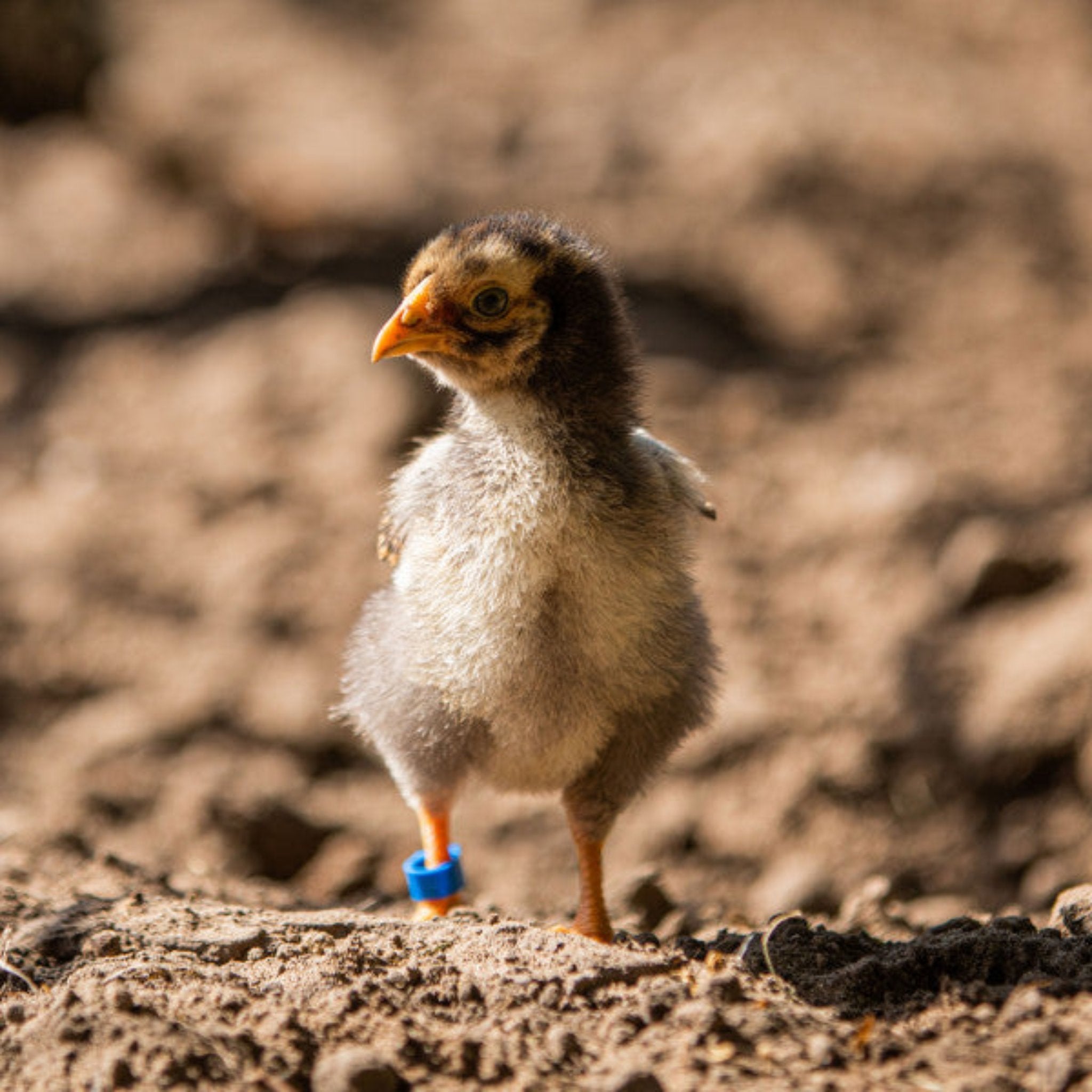 Hatching Time Olba. A chick can be seen in the image wearing a blue leg ring.