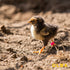 Hatching Time Olba. A chick can be seen walking with a leg ring on.