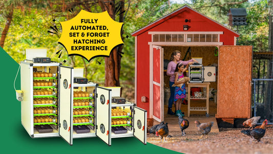 Innovative Poultry Equipment For Poultry Lovers – Hatching Time