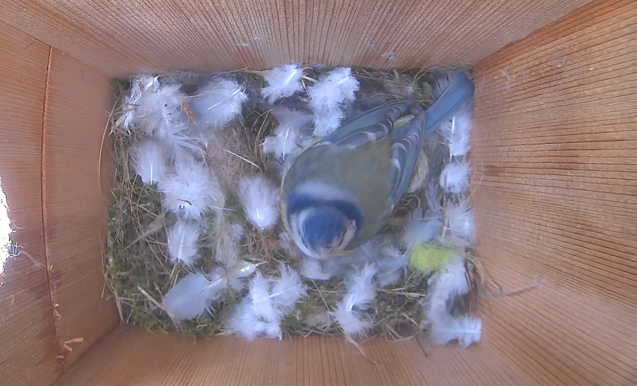 Hatching Time Nestera. Screenshot can be seen of video that was taken of interior of bird house. There is a bird and feathers inside of the bird house.