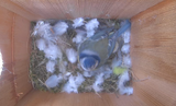 Hatching Time Nestera. Interior view of birdhouse with 1 bird visible.